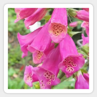 Common Foxglove Sticker